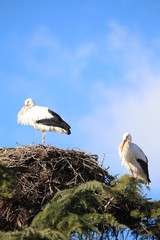 storks in nest