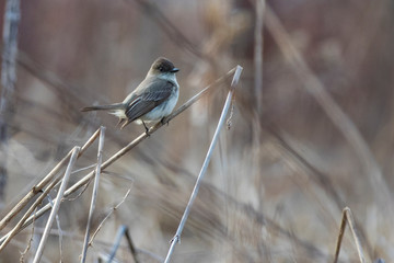 Eastern phoebe (Sayornis phoebe) in spring