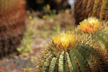 yellow flowers of Ferocactus glaucescens, barrel cactus