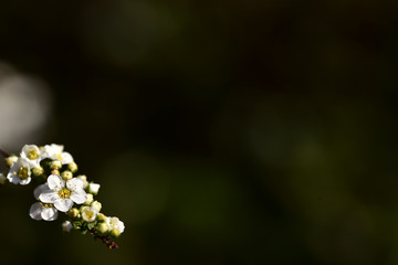 hintergrund mit zarter blütenranke aus weißen blumen im frühling