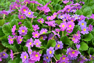 The blossoming primrose (Primula l.) lilac color