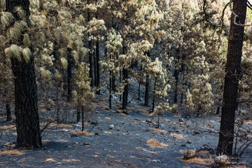 pine trees and ashes after a forest fire in La Palma island, Canary Islands, Spain