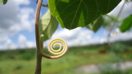 En forma de un caracol