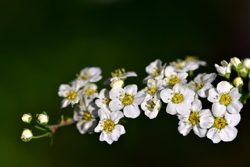 hintergrund mit zarter blütenranke aus weißen blumen im frühling