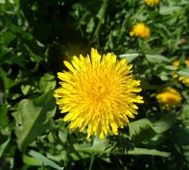 одуванчики