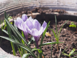 Crocuses bloom in a flower bed made of car tires. The first spring flowers.