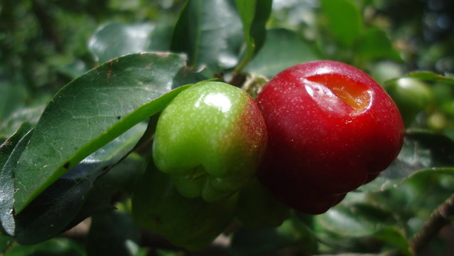  Acerolas comidas por orugas