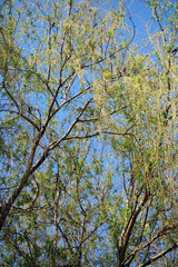 Forest of blossoming shallows on the bank of the river