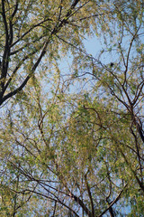 Forest of blossoming shallows on the bank of the river
