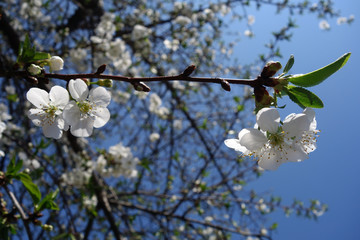 flowers of apple tree in spring