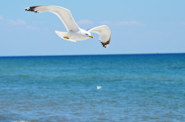 Fototapeta na wymiar Sea gull flying above the sea,summer photo, rest
