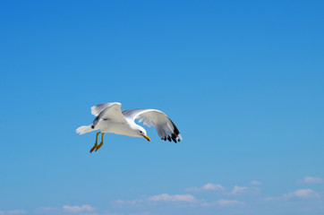 Sea gull flying ,summer photo, rest