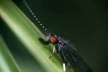 black caddis fly (Notidobia)
