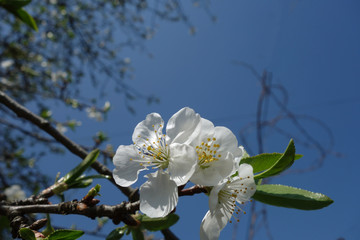 Obraz premium white flowers of apple tree