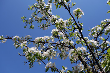 blossoming apple tree