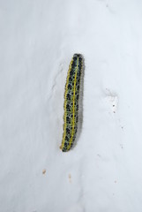 Spanish Cabbage Caterpillar