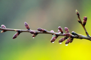 Apricot buds with raindrops