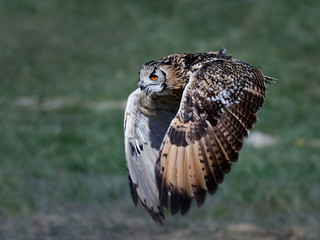 Eurasian eagle-owl (Bubo bubo)