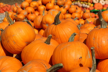 Kürbis über Kürbis