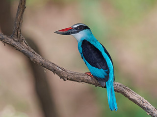 Blue-breasted kingfisher (Halcyon malimbica)