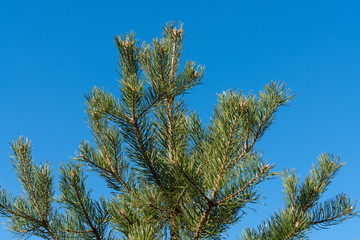 the branches of the green spruce against the clear blue sky. Wallpaper design