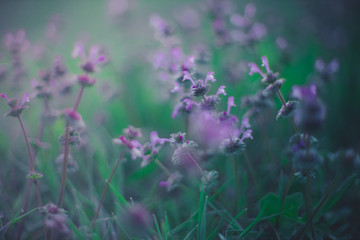 Fototapeta na wymiar Violet wild flowers growing in spring field