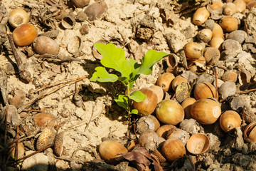 Acorns and sprout oak on the ground in the autumn morning in Ukraine.