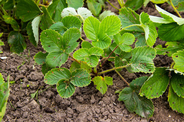 Agriculture, gardening concept. Bed of strawberries in the garden. Growing strawberries. New harvest of sweet fresh strawberry, growing outside in soil on farm. Green strawberry leaves on sunny day.