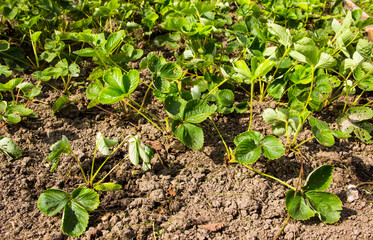 Agriculture, gardening concept. Bed of strawberries in the garden on sunny day, selective focus. Growing strawberries. New harvest of sweet fresh strawberry, growing outside in soil on farm. 