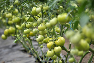 Tomatoes are grown in a greenhouse with drip irrigation