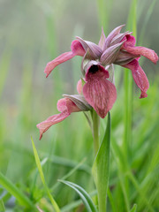 Wild orchid, Serapias neglecta. One flower stem against pale background.