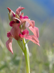 Wild orchid, Serapias neglecta. One flower stem against pale background. Back lit by the sun.