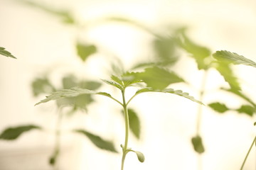 medical cannabis farm plant growing
