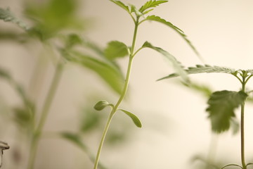 medical cannabis farm plant growing
