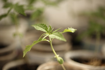medical cannabis farm plant growing