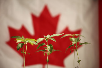 flag of canada medical cannabis plant