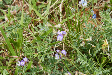 Texas Wildflower, Astragalus Nuttallianus, Small-Flowered Milkvetch