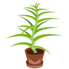 A decorative houseplant in a pot is depicted. Green leaves of aloe vera. Healing, used in medicine. A nice and unpretentious hobby for collectors of cacti. Vector illustration.