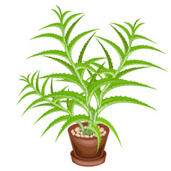 A decorative houseplant in a pot is depicted. Green leaves of aloe vera. Healing, used in medicine. A nice and unpretentious hobby for collectors of cacti. Vector illustration.