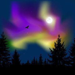 Silhouette of coniferous trees on the background of colorful sky.  Flying eagle. Night. Moonlight.  Violet  and yellow northern lights.