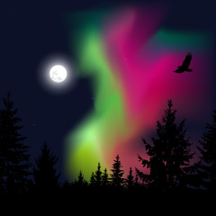 Silhouette of coniferous trees on the background of colorful sky.  Flying eagle. Night. Green  and pink northern lights.