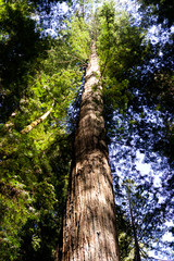 Fototapeta premium giant redwood trees in forest with canopy and blue sky and light
