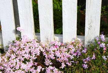 Fototapeta premium Pink Flowers Adorn White Fence
