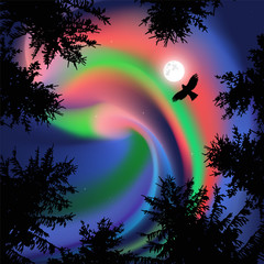 Silhouette of coniferous trees on the background of colorful sky. Flying eagle.  Northern lights.   View from below.