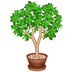 A potted plant. Green money tree, Crassulaceae, with fleshy green leaves. Symbol of happiness, luck and wealth. Pleasant decoration of the house and apartment. Vector illustration.