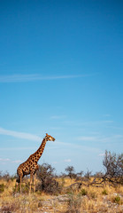 Tall Giraffe Tall Picture