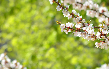 Beautiful blossom branch on a foliage background, copy space