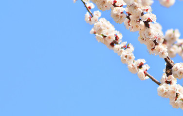 Beautiful blossom branch on a blue sky background, copy space