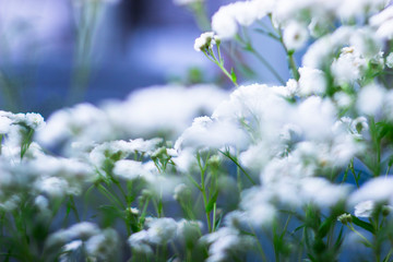 Nature concept-beautiful summer landscape with blurred white flowers on blue background. Flowers background. Beautiful flowers in the garden, selective focus. Flowers as background for postcard.
