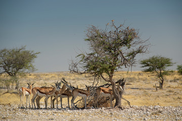 Springbok - Antidorcas marsupialis, beautiful iconic antelop from southern African bushes and plains, Etosha national park, Namibia.